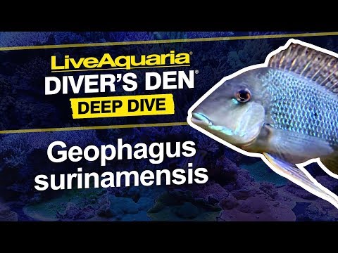 Redstriped Eartheater Cichlid