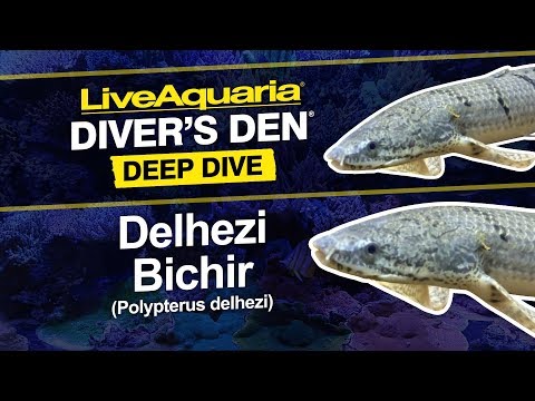 Delhezi Bichir