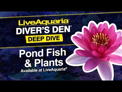 Assorted Butterfly Koi