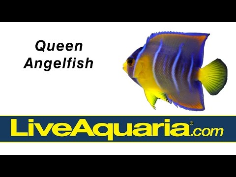 Queen Angelfish