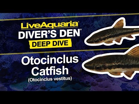 Otocinclus Catfish EXPERT ONLY