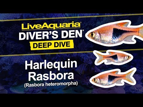 Harlequin Rasbora