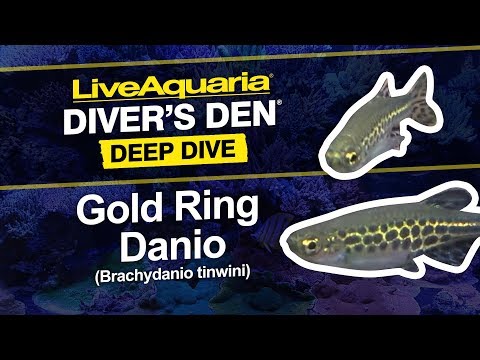 Gold Ring Burmese Danio