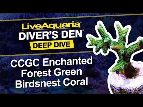 Enchanted Forest Green Birdsnest Coral