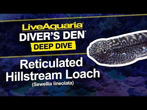 Reticulated Hillstream Loach