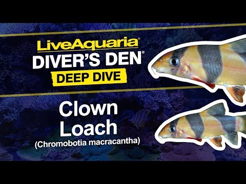 Clown Loach