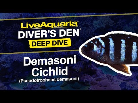 Demasoni Cichlid