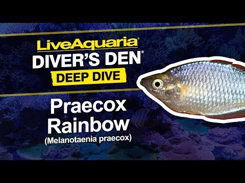 Praecox Rainbow
