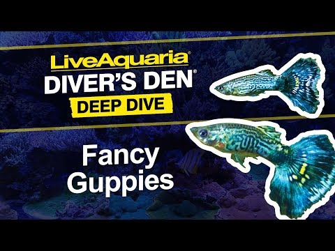 Dumbo Ear Guppy, Male
