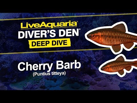Cherry Barb