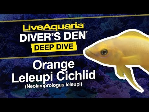 Orange Leleupi Cichlid