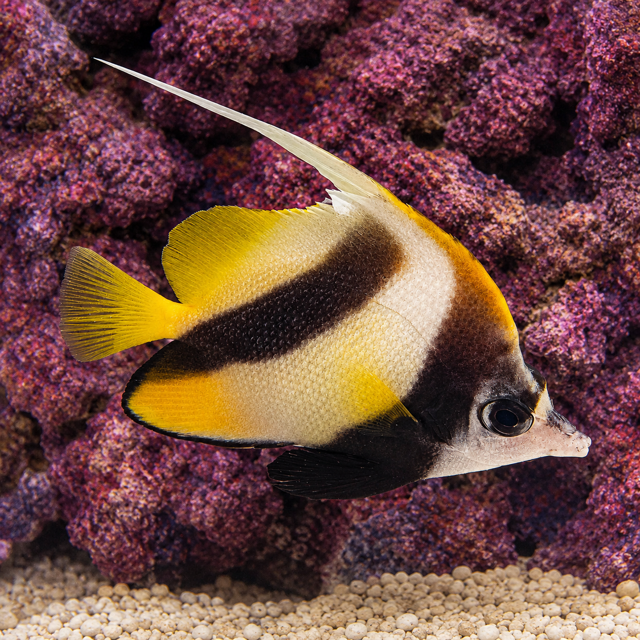 Red Sea Bannerfish 3.5" WYSIWYG
