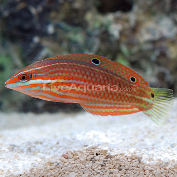 Red-Lined Wrasse