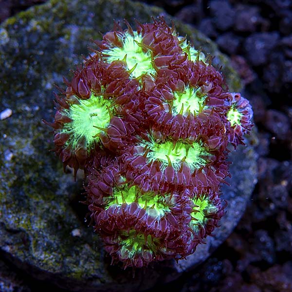 Premium Aquacultured LPS Frag Packs