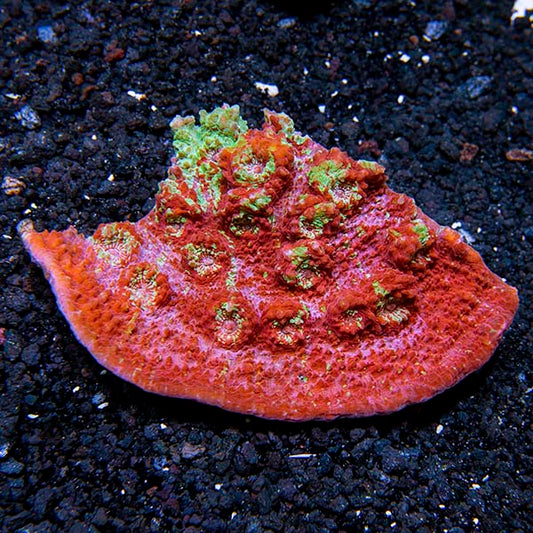 Chalice Coral, Ultra