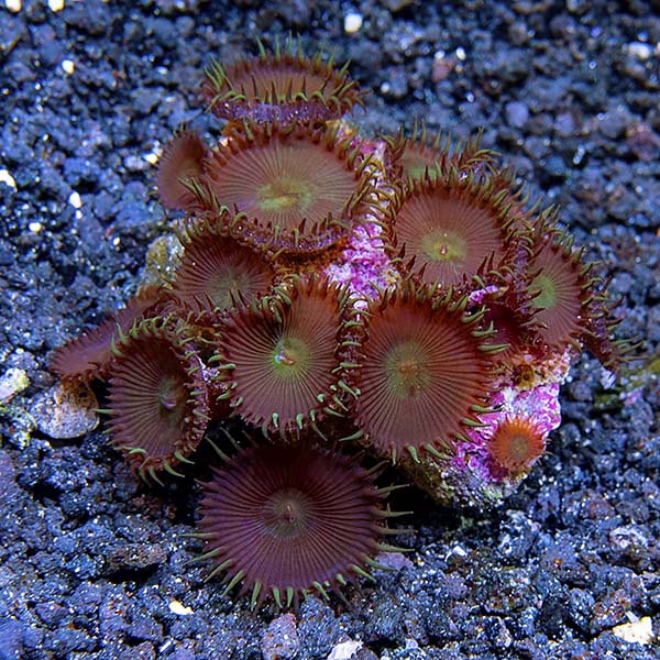 Colony Polyp, Nuclear Green