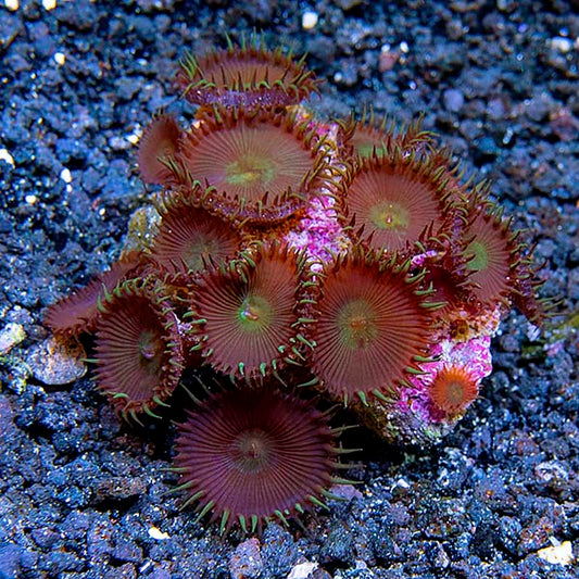 Colony Polyp, Nuclear Green