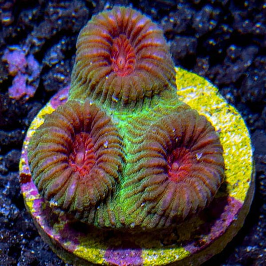 Premium Aquacultured Brain Coral Packs