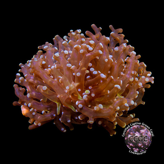 LiveAquaria® CCGC Aquacultured Coral Frag 3 Pack, Froggy