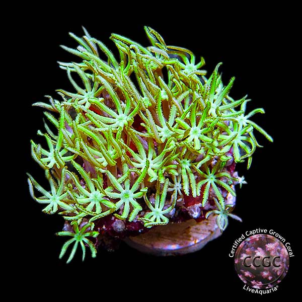 LiveAquaria® CCGC Aquacultured Coral Frag 3 Pack, Piper