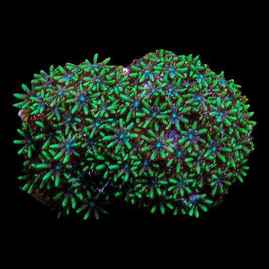 Coral Frag 3 Pack, Blue Edition