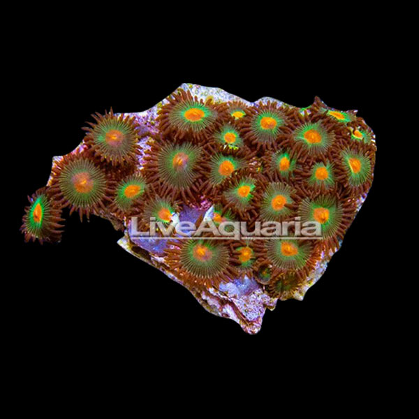 Coral Frag 3 Pack, Blue Edition