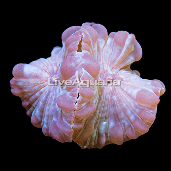 LiveAquaria® Coral Frag 3 Pack, Bubbly Edition