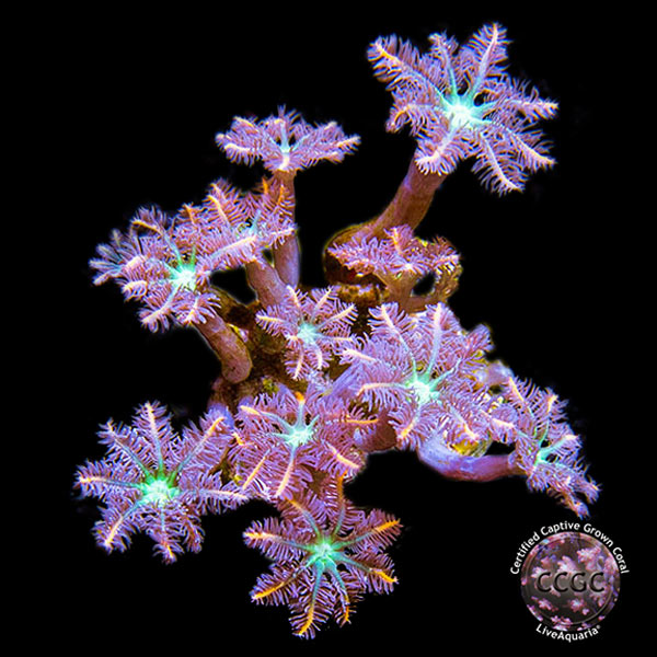 LiveAquaria® CCGC Aquacultured Coral Frag 3 Pack, Summer Edition