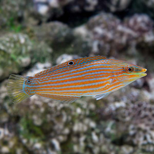 Richmond's Wrasse