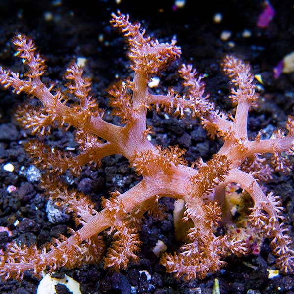 Taro Tree Coral - Aquacultured