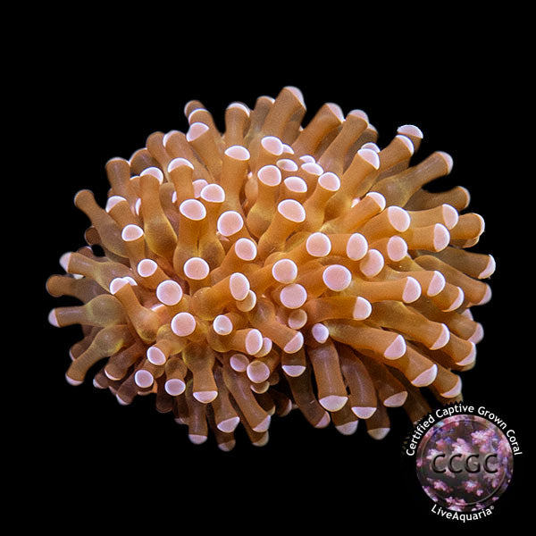 LiveAquaria® CCGC Aquacultured Grape Cristata Coral