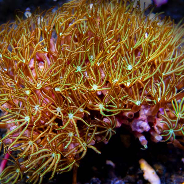 LiveAquaria® CCGC Aquacultured Pipe Organ Coral