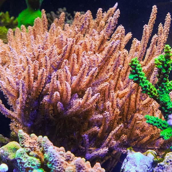 LiveAquaria® CCGC Aquacultured Purple Gorgonia Coral