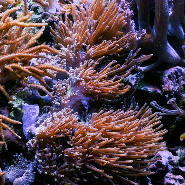 LiveAquaria® CCGC Aquacultured Blue Cespitularia Coral