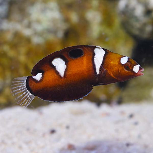Formosa Wrasse
