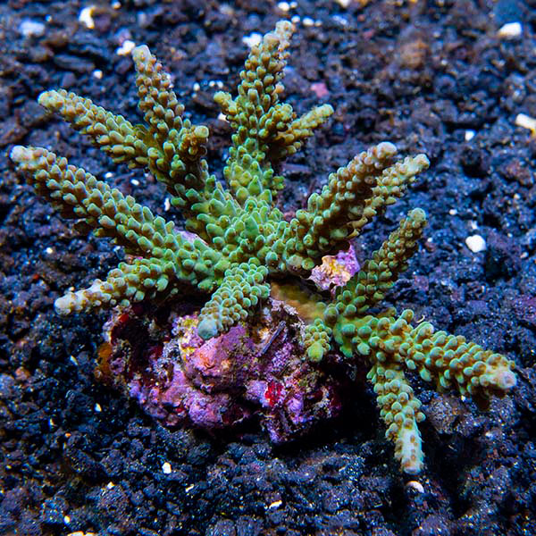 Acropora parilis