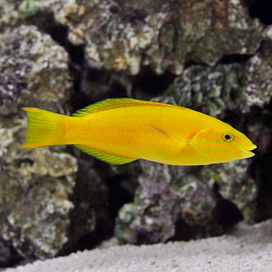 Banana Wrasse