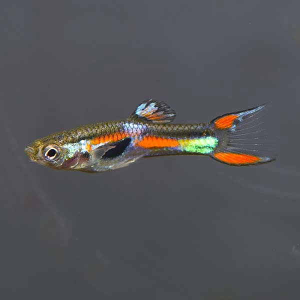 Endler's Livebearer