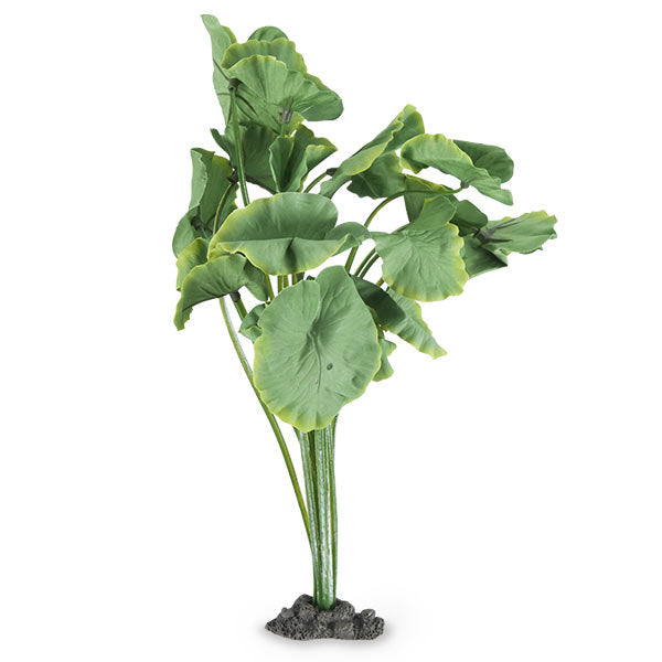 Azoo Real Plant Artificial Nuphar sp.