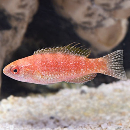 Bell's Flasher Wrasse