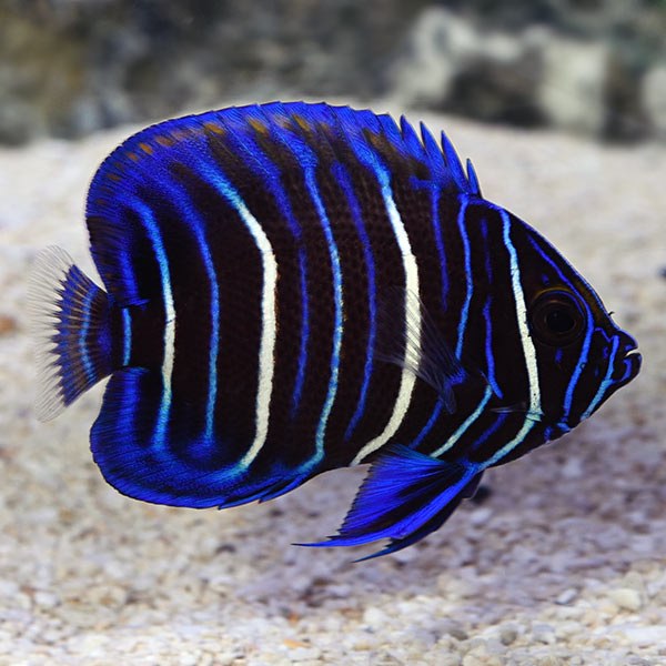 Blueface Angelfish