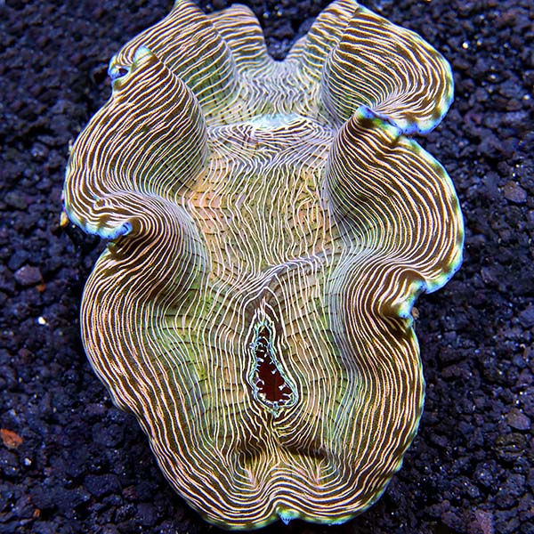 Aquacultured Derasa Clam