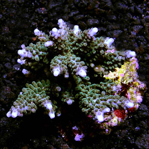 Maricultured Acropora Pack