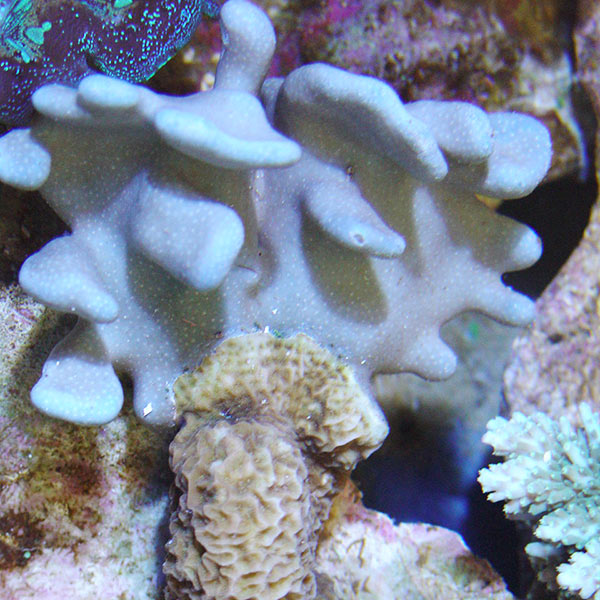 Blue Ridge Coral