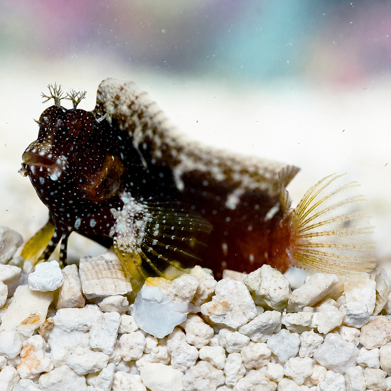 Starry Blenny 2.5" WYSIWYG