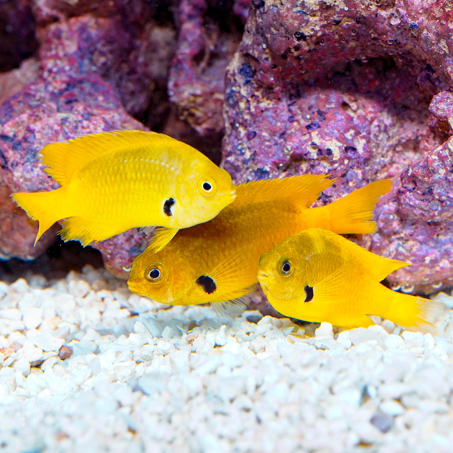 Sulphur Damselfish Trio (3 Damsels)