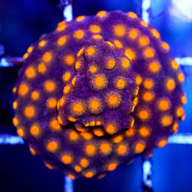 Cyphastrea Coral Frag - Almost WYSIWYG