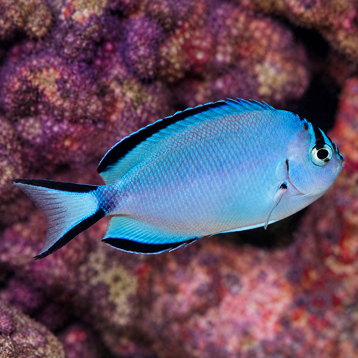 Watanabei Angelfish, Female 4" WYSIWYG