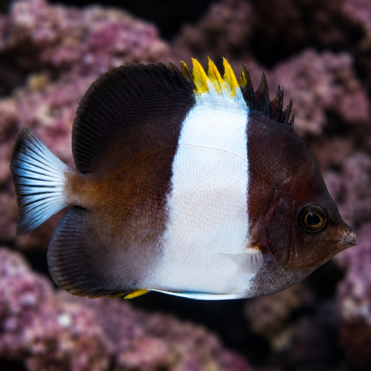 Zoster Butterflyfish 3.5" WYSIWYG