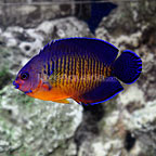 buy fish online buy tropical fish wysiwyg corals clams and fish online 144x144